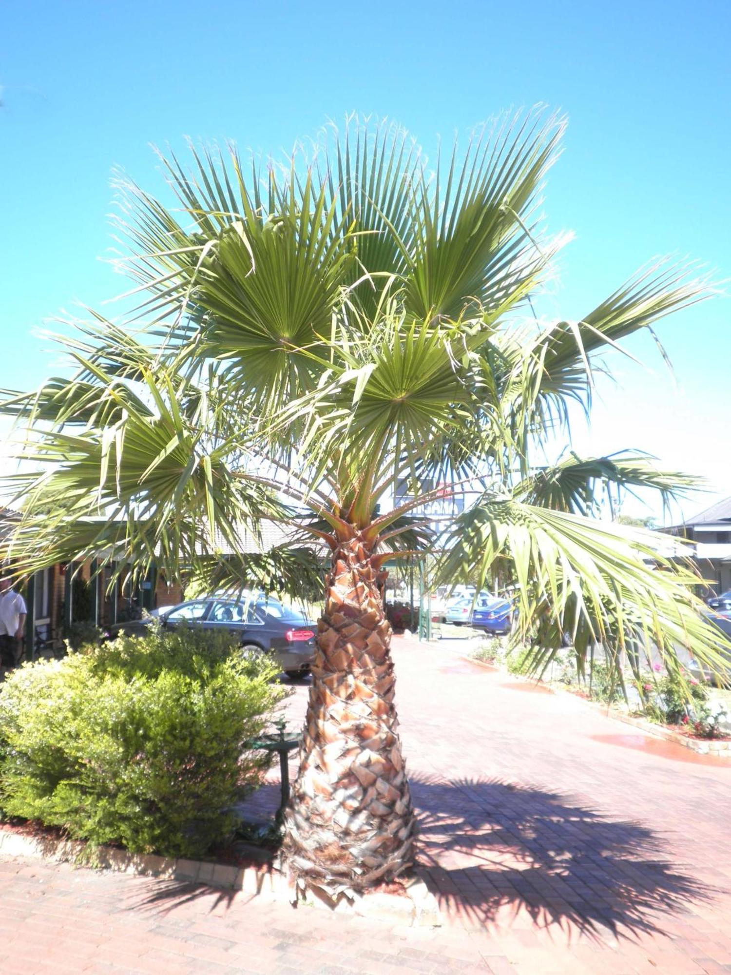 Ningana Motel Mudgee Εξωτερικό φωτογραφία